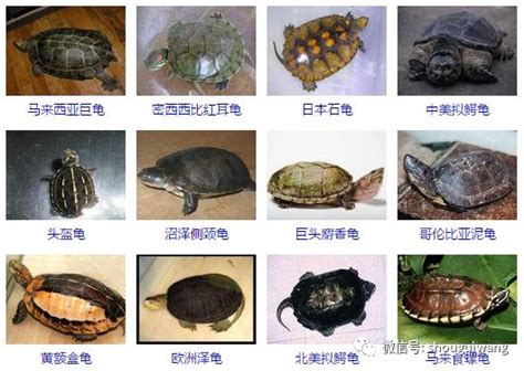 凹凸鏡 龜的種類